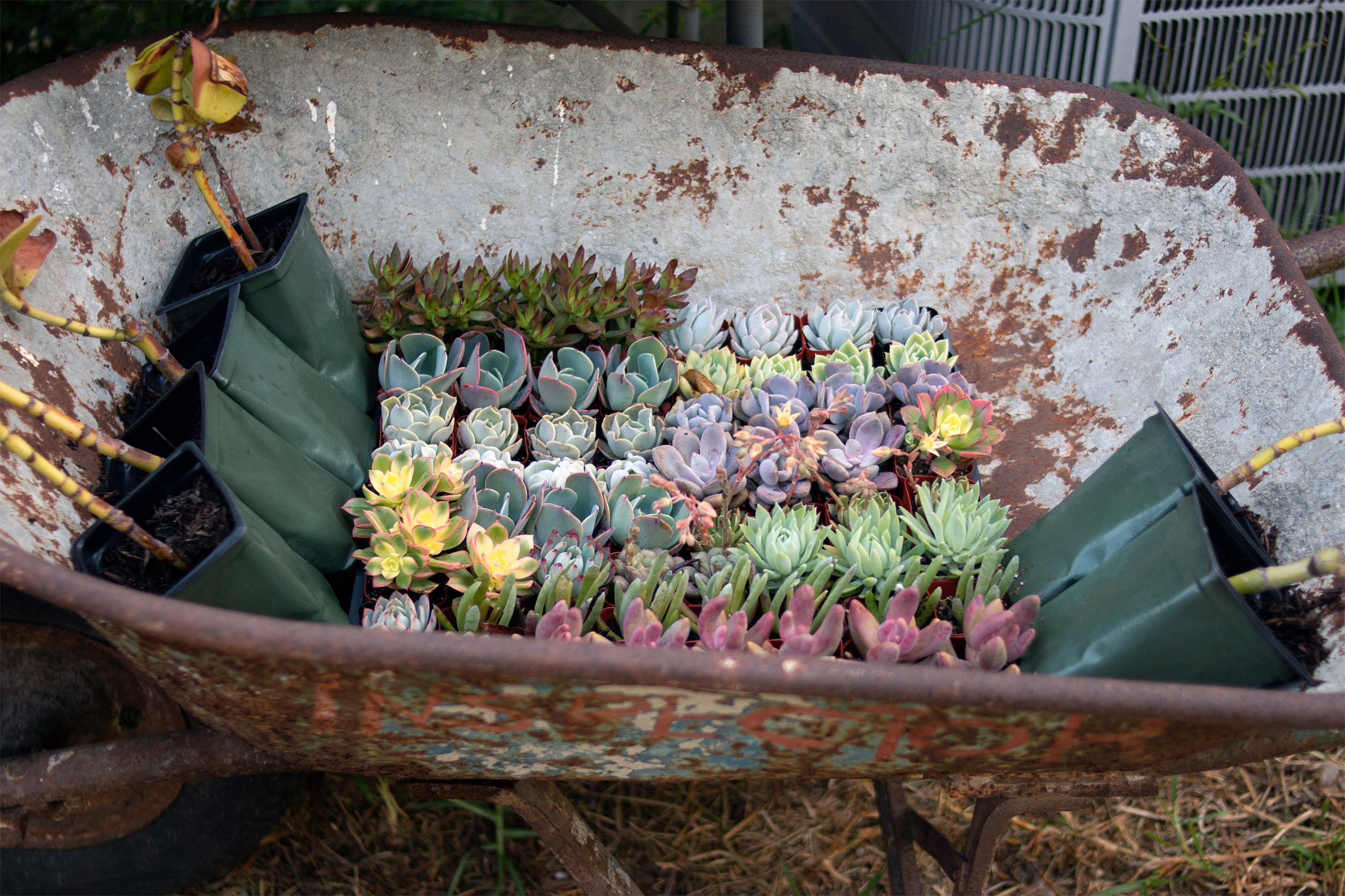 Wheelbarrow filled with rows of colorful succulents